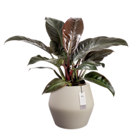 june split low 46cm greige